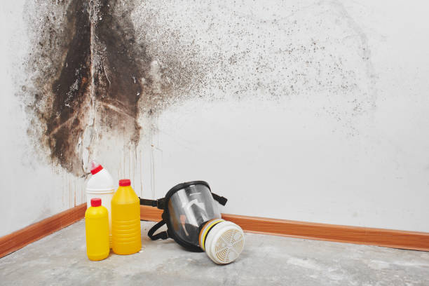 Best Emergency Mold Removal  in Harrogate, TN