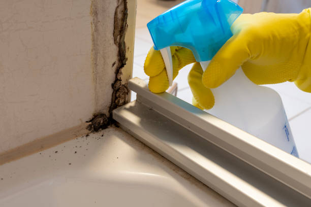 Best Emergency Mold Removal  in Harrogate, TN