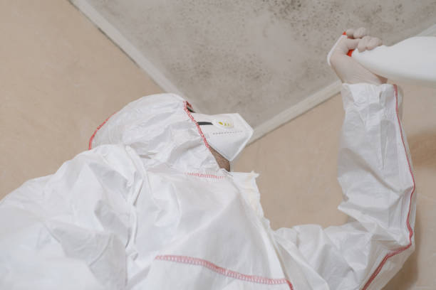 Mold Removal Process in Harrogate, TN