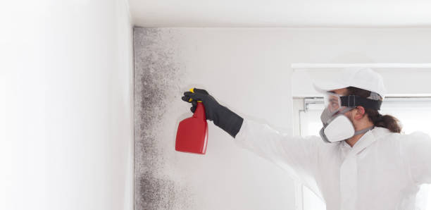 Best Commercial Mold Removal  in Harrogate, TN