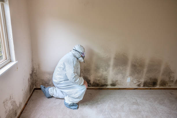 Best Home Mold Removal  in Harrogate, TN