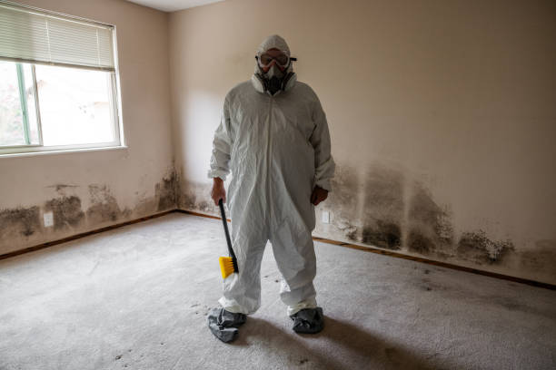 Best Attic Mold Removal  in Harrogate, TN